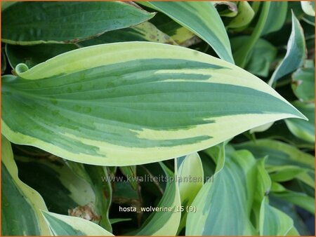 Hosta &#39;Wolverine&#39;