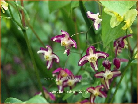 Epimedium rubrum