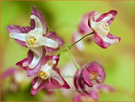 Epimedium rubrum