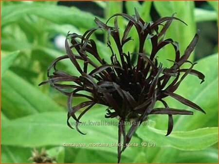 Centaurea montana &#39;Black Sprite&#39;