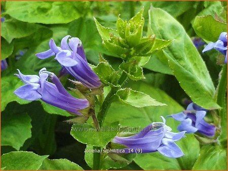 Lobelia siphilitica