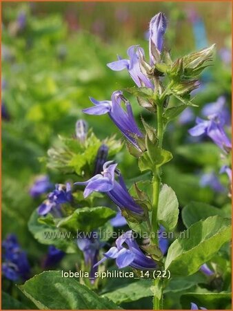 Lobelia siphilitica