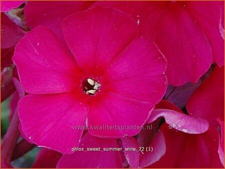 Phlox 'Sweet Summer Wine'