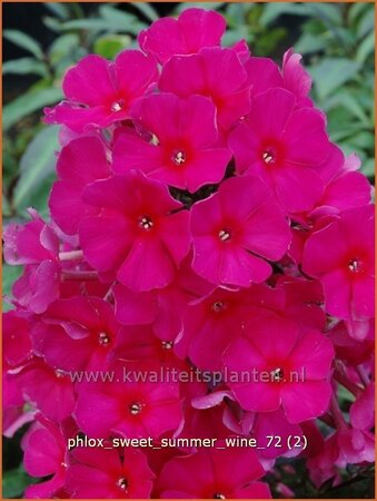 Phlox 'Sweet Summer Wine'