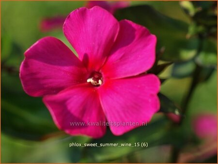 Phlox 'Sweet Summer Wine'