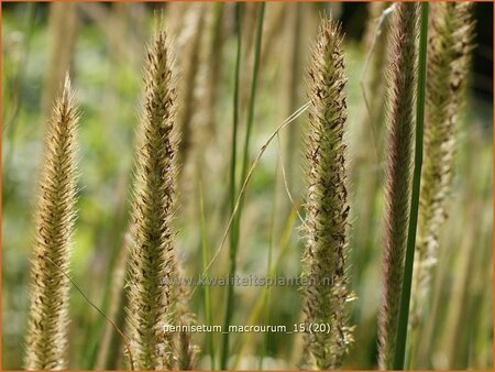 Pennisetum macrourum