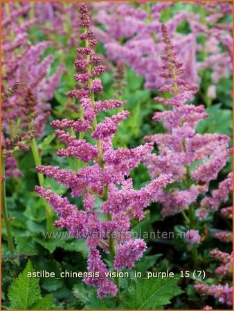 Astilbe chinensis &#39;Vision in Purple&#39;