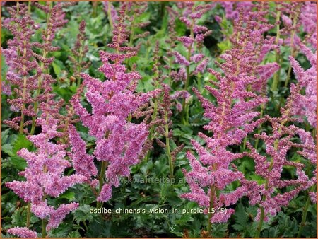 Astilbe chinensis &#39;Vision in Purple&#39;