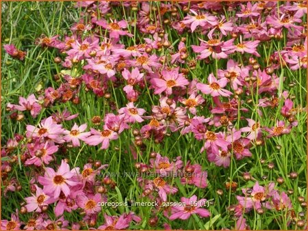 Coreopsis &#39;Limerock Passion&#39;