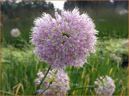 Allium nutans