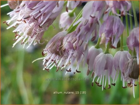 Allium nutans