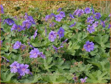 Geranium &#39;Alan Mayes&#39;