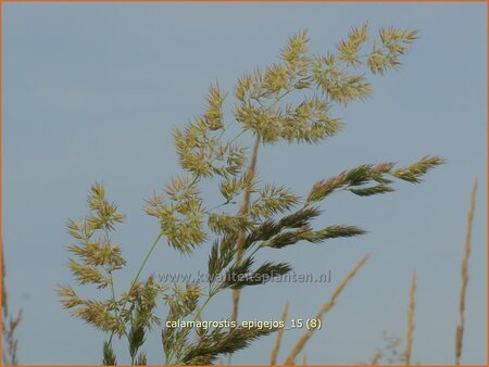 Calamagrostis epigejos