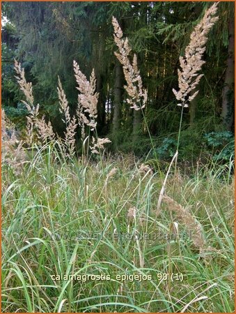 Calamagrostis epigejos