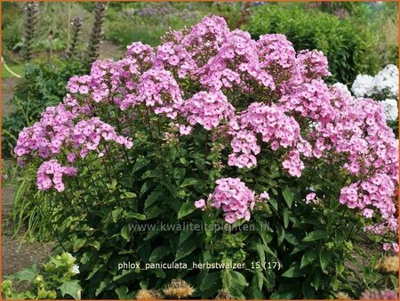 Phlox &#39;Herbstwalzer&#39;