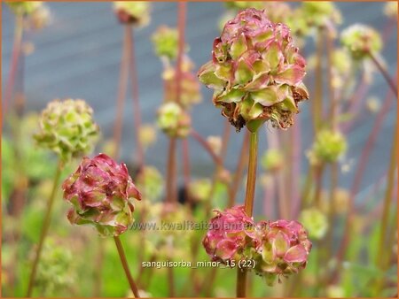 Sanguisorba minor