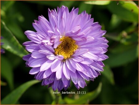 Aster &#39;Barbados&#39;