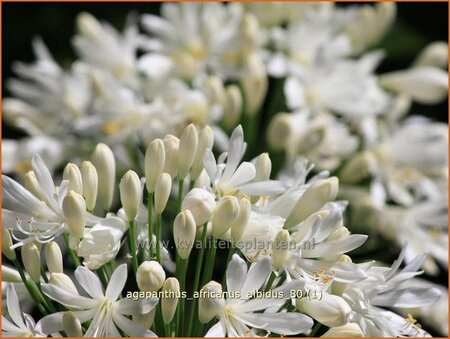 Agapanthus africanus &#39;Albidus&#39;