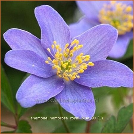 Anemone nemorosa &#39;Royal Blue&#39;