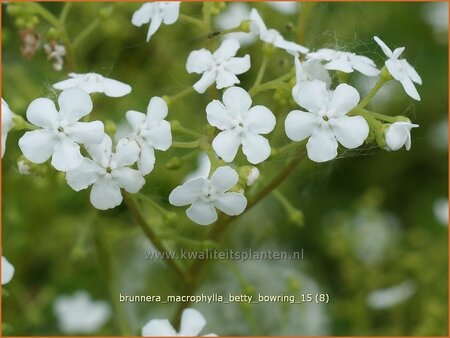 Brunnera macrophylla &#39;Betty Bowring&#39;