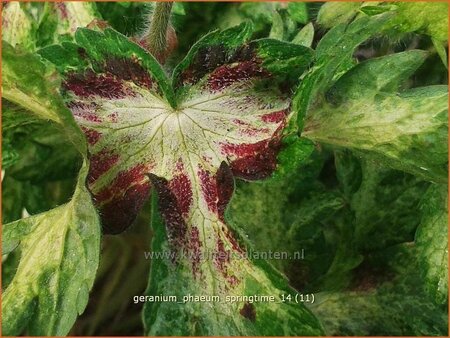 Geranium phaeum 'Springtime'