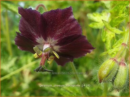 Geranium phaeum 'Springtime'