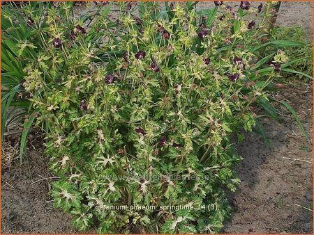 Geranium phaeum 'Springtime'