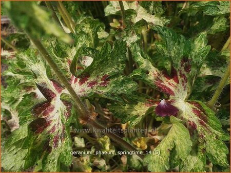 Geranium phaeum 'Springtime'