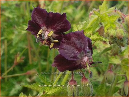 Geranium phaeum 'Springtime'