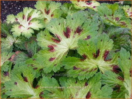 Geranium phaeum 'Springtime'
