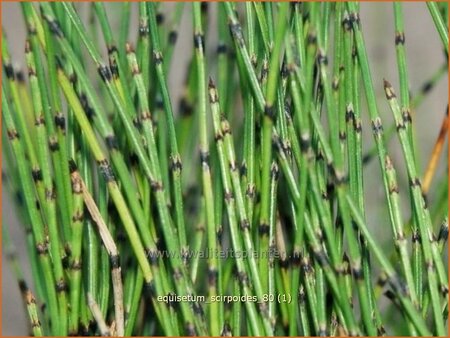 Equisetum scirpoides