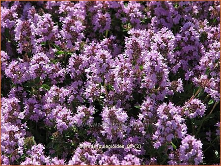 Thymus pulegioides