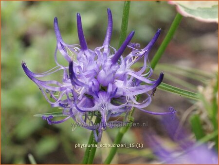 Phyteuma scheuchzeri