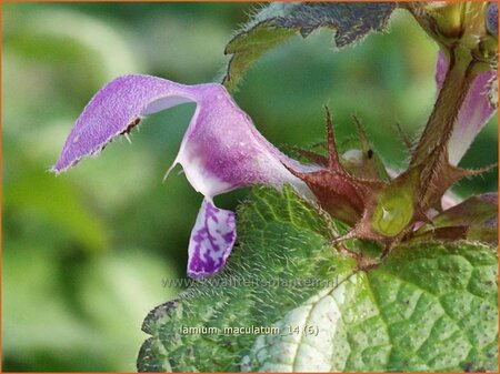 Lamium maculatum