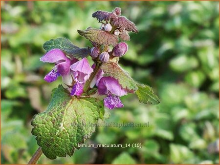 Lamium maculatum