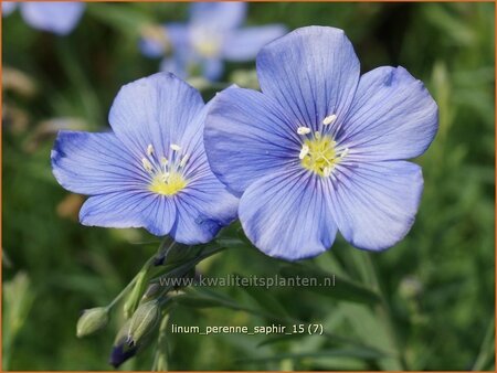 Linum perenne &#39;Saphir&#39;