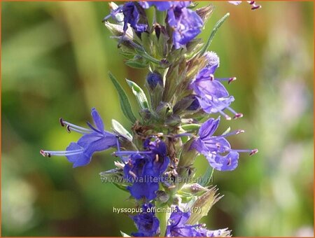 Hyssopus officinalis