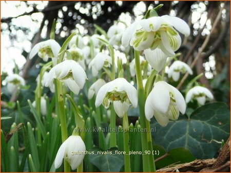 Galanthus nivalis &#39;Flore Pleno&#39;