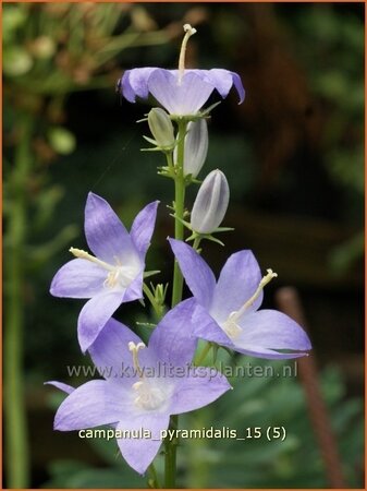 Campanula pyramidalis