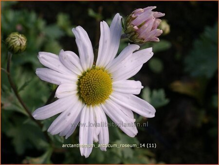 Arctanthemum arcticum &#39;Roseum&#39;