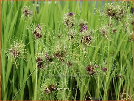 Allium &#39;Hair&#39;