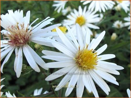 Aster &#39;Niobe&#39;