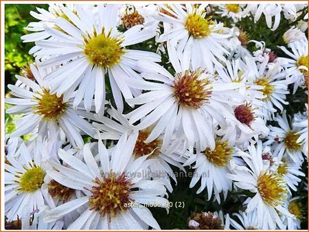 Aster &#39;Niobe&#39;