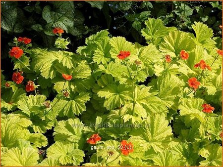 Geum 'Eos'