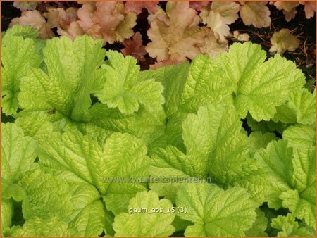 Geum 'Eos'