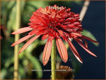 Echinacea purpurea &#39;Irresistible&#39;