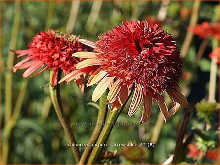 Echinacea purpurea &#39;Irresistible&#39;