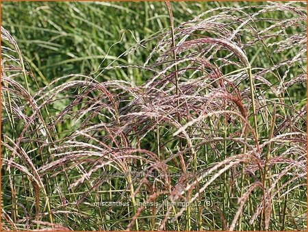 Miscanthus sinensis &#39;Flamingo&#39;