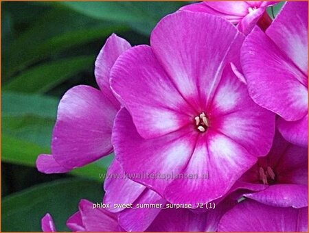 Phlox &#39;Sweet Summer Surprise&#39;
