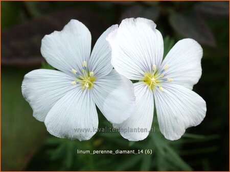 Linum perenne &#39;Diamant&#39;